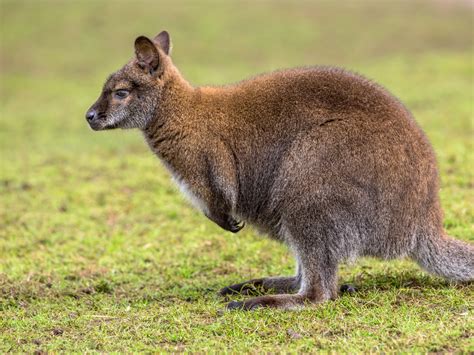 Meet The Wallaby Of Australia The Life Pile