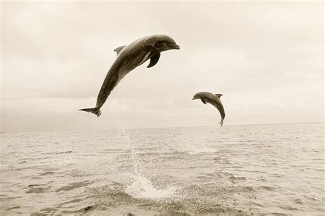 Pictures Of Dolphins Jumping Out Of The Water Img Head