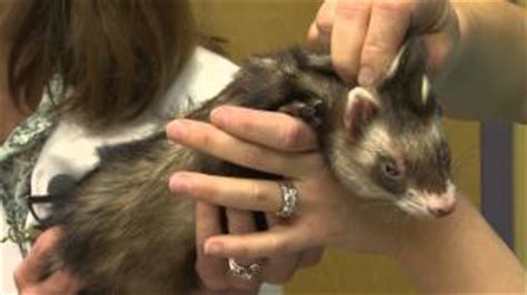 We are not equipped to provide the care necessary in an emergency. Ferret Vets Near Me - BuyerPricer.com