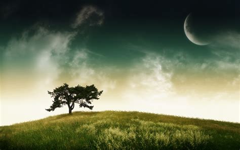 Tree And Moon Great Desktop Background High Quality Wallpaper Great