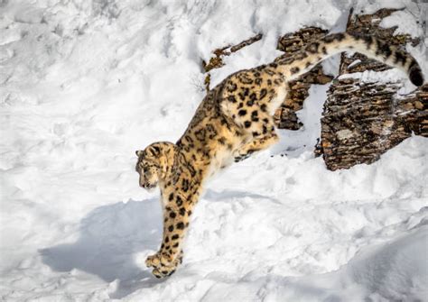 Snow Leopard Jump Stock Photos Pictures And Royalty Free Images Istock
