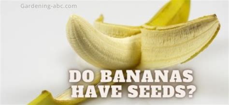 Do Bananas Have Seeds Interesting Facts And Information About Bananas