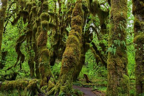 The hoh rain forest is accessed by the upper hoh road, off of highway 101. Hoh Rain Forest and Rialto Beach Guided Tour in Olympic ...