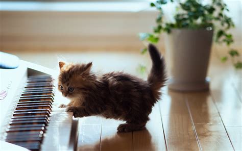The Cat Playing The Piano Wallpapers And Images