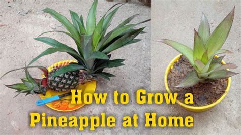 How To Grow A Pineapple At Home Easy Way Youtube