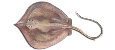 Atlantic Stingray Marine Fishes Of Georgia
