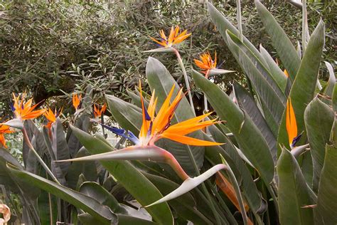 How and When to Prune Bird of Paradise Plants | Gardener’s Path