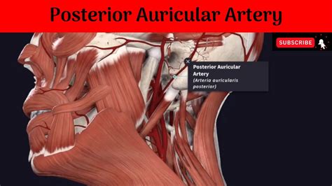 Posterior Auricular Artery Anatomy Mbbs Education Bds