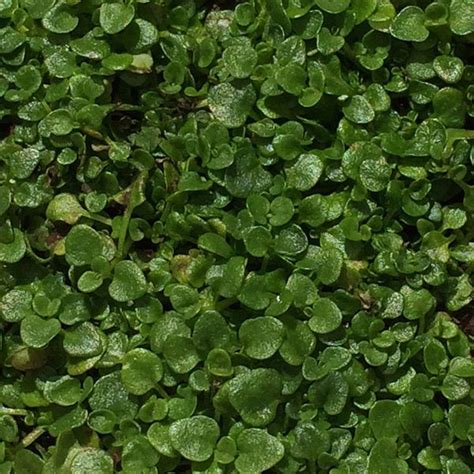 5 tips how to grow a ton of snow peas. Corsican Mint | Mentha requienii | Nurseries Online