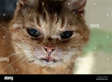 Elderly Cats Face Stock Photo Royalty Free Image 16779035 Alamy