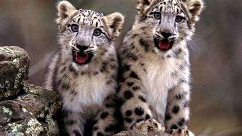 Snow leopards have white or grey fur with black spots and rosettes. SNOW LEOPARD FACTS |The Garden of Eaden