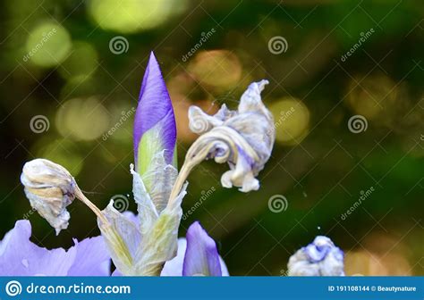 Purple Iris Flower Bud Ready Blooming Stock Photo Image Of Blooming