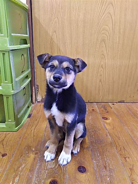 保健所救出犬里親様緊急 山口県 犬の里親募集 枚目の画像 ペットのおうち里親決定 万頭