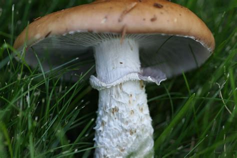 Stropharia Hornemannii The Ultimate Mushroom Guide