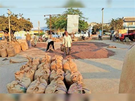 Mustard Arrivals Also Started In Bharatpur Mandi Prices Fell By Rs