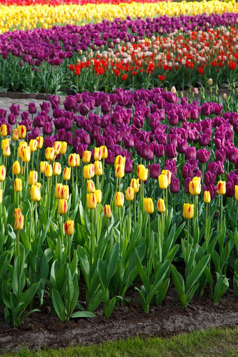 Free Images Nature Blossom Flower Bloom Tulip Spring Fresh