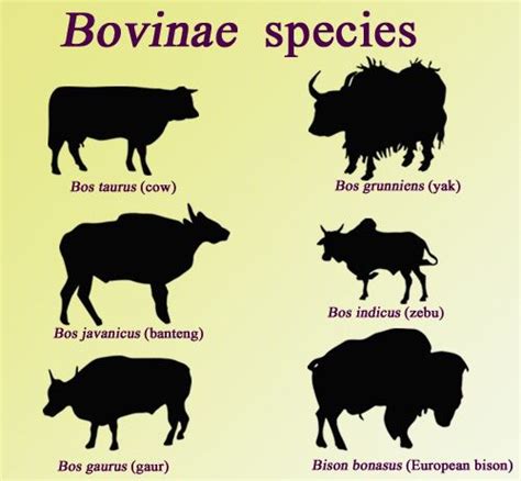 108 best images about Bovine on Pinterest | Horns, Cattle and Texas