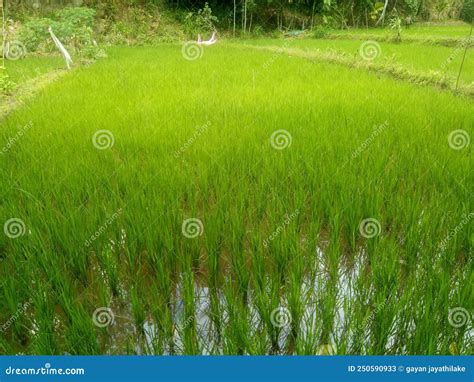 Paddy Field In Sri Lanka Stock Image Image Of Meadow 250590933