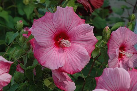 Sweet caroline good times never seemed so good i've been inclined to believe they never would but now i. Sweet Caroline Hibiscus (Hibiscus moscheutos 'Sweet Caroline') in Columbus Dublin Delaware Grove ...