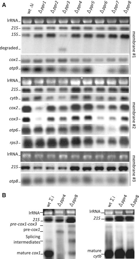 A Analysis of the steady state mtRNA levels in the Δppr mutants in