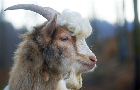 Furry Farmyard Goat With Curly Hair Stock Photo Image Of Domestic