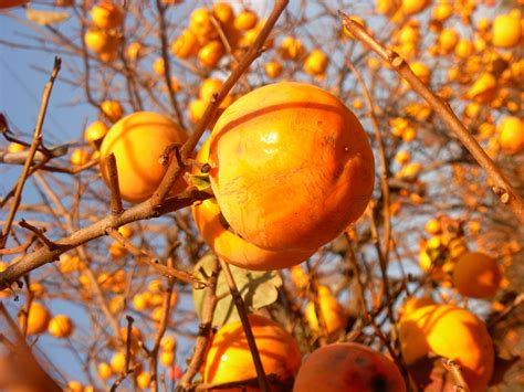 Free Images Tree Nature Branch Fruit Sweet Sunlight Leaf