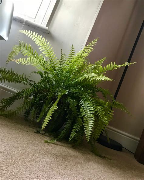 How To Propagate Ferns From Stolons Home And Garden Reference
