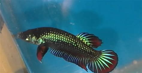 Ikutilah cara merawat ikan cupang berikut ini agar cepat tumbuh besar dan warnanya bagus. ikan pelaga jantan kawin