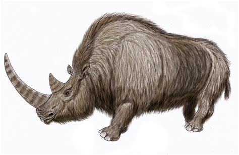 Woolly Rhino Ice Age Carcass Recovered From Permafrost In Siberia