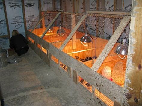 Brooder Thread Post Pics Of Your Brooders Backyard Chicken Farming