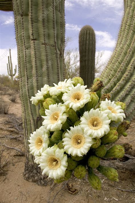 Saguaro Cactus Blossoms Stock Image B6200628 Science Photo Library