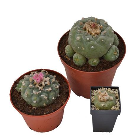 After the first year, it is better to put them in separate pots. Peyote Decipiens 4-5 cm | Avalon Magic Plants