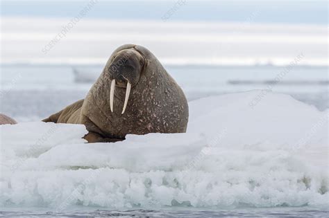 Atlantic Walrus Resting On The Ice Svalbard Norway Stock Image