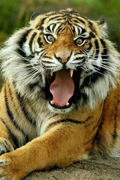 Pin By Tyrandom Wilson On Tigers And Other Wild Cats Tiger Majestic