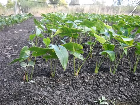 Anthurium is a native of central and south america and the genus anthurium, with over 700 species. anthurium problems | Anthurium Hawaii : Anthurium Hawaii