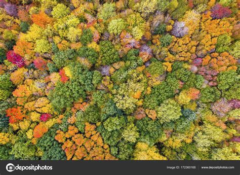 Aerial View Of Colorful Maple Forest — Stock Photo © Marchello74 172360168