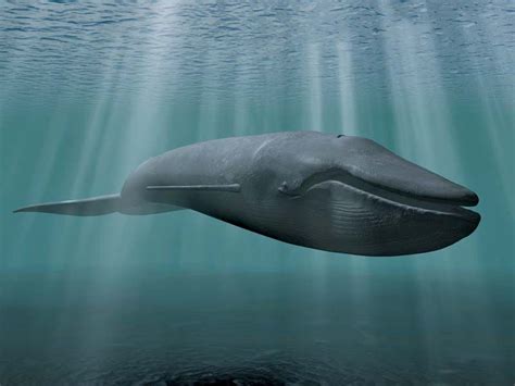 Blue Whale Facts Habitat And Pictures Britannica