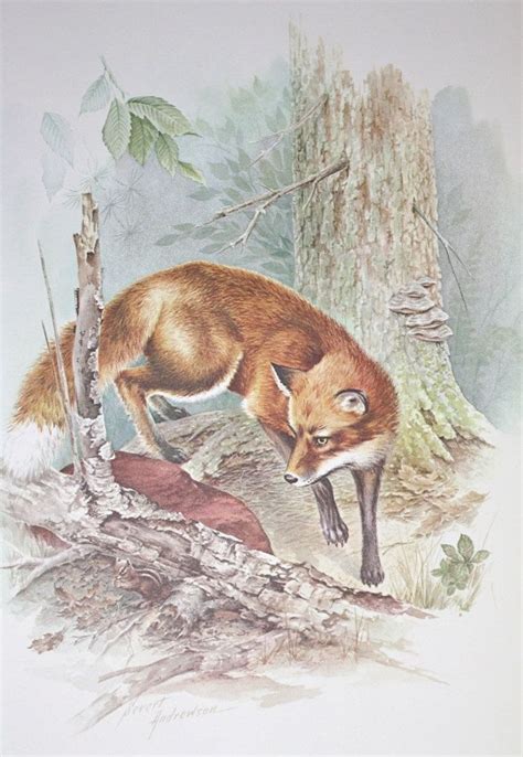 Red Fox 1976 Vintage Animal Illustration Sketch Print Book 1000