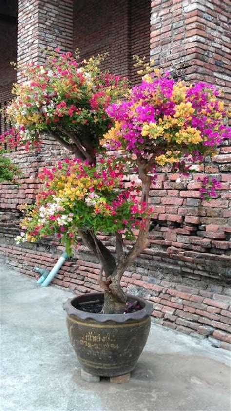 Cara membuat bonsai bunga kertas bougainvillea. Menakjubkan 24+ Gambar Pokok Bonsai Bunga Kertas - Gambar ...