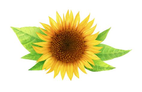Royalty Free Sunflower White Background Clip Art Vector Images