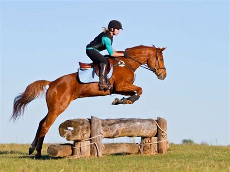 Top 6 Types Of Jumps In Horse Sports Competitions