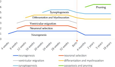 Timeline Of Brain Development Download Scientific Diagram