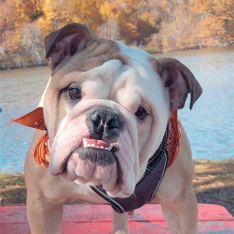 Adopting a pet from foster. Adopt a Bulldog near Boston, MA | Get Your Pet
