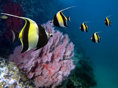 Golden Eye View Top 15 Most Beautiful Fishes Of The World