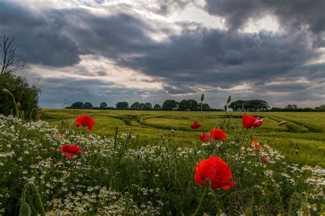 Unsere sommerblumen können problemlos im topf gezogen oder im garten ausgepflanzt werden. Sommerblumen Foto & Bild | pflanzen, pilze & flechten ...