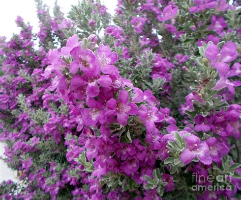 Sip a refreshing drink as you stroll. Texas Ranger Blooms Photograph by Jerry Bokowski
