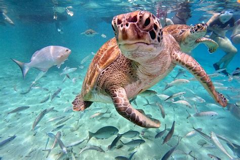 Swimming With Sea Turtles And Grote Knip Beach Best Island Excursion