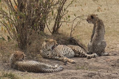 ケニアでサファリ6、チーター親子、タノボラ、クロサイ、ライオン（8月30日） 旅プラスの日記