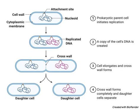 Asexual Reproduction Definition Types And Examples