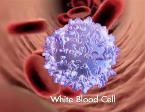 Slightly Elevated White Blood Cell Count